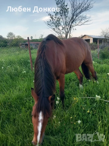 кон на шест години, снимка 1