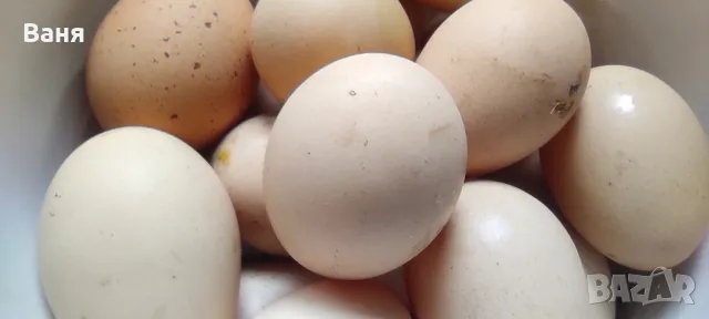 Яйца от пасищни кокошки, снимка 1
