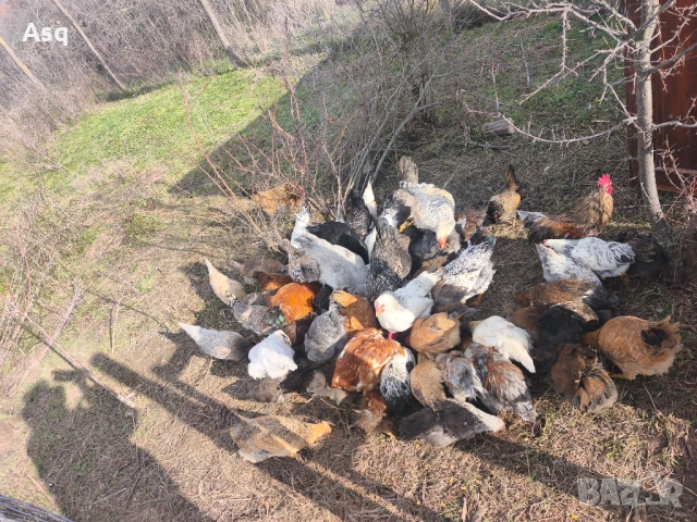 Пилета кокошки и легбари