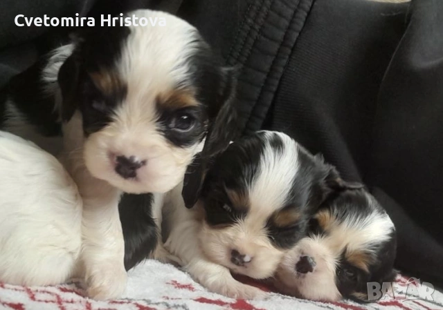 Кавалер кинг шпаньол 