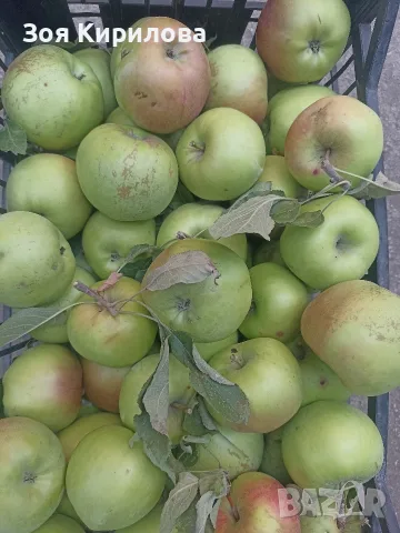 Домашни ябълки от Елинпелинският край , снимка 3 - Домашни продукти - 56046622