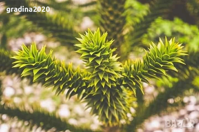 Араукария, Чилийски бор -Araucaria araucana, снимка 4 - Разсади - 53580738