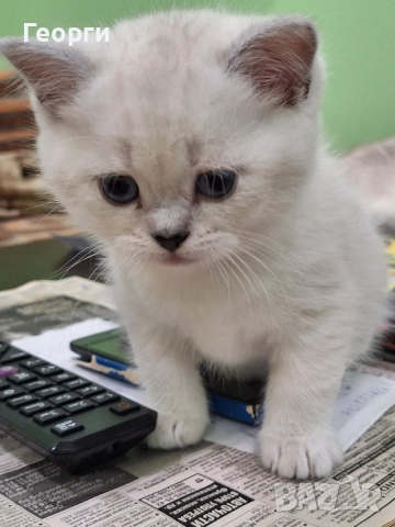 Британски късокосмести, снимка 13 - Британска късокосместа - 52717297