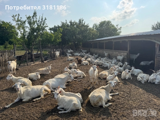 Продавам кози ББМ, снимка 3 - Кози - 52531971