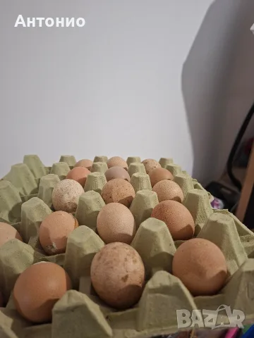 Яйца от токачки 