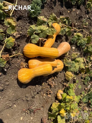 Продавам Тикви сорт Цигулка,Мускат, снимка 2 - Домашни продукти - 56162681