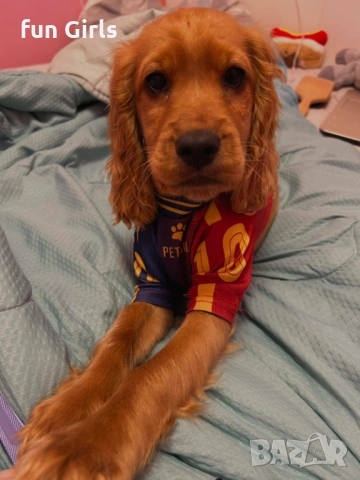 Кокер шпаньол, снимка 4 - Други - 53283662