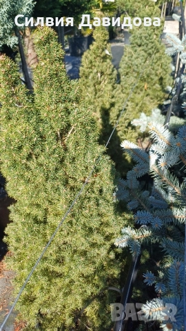Смърч коника , снимка 9 - Градински цветя и растения - 52505478