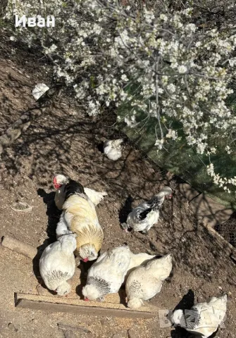 яйца от Струмски кокошки, снимка 2 - Кокошки и пуйки - 49817057