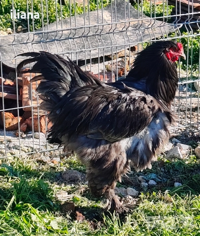 Продавам петли Брама, снимка 4 - Кокошки и пуйки - 52932858