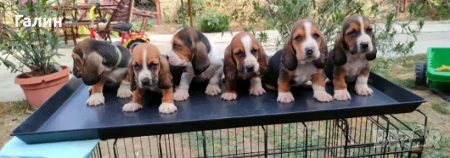 Басет, басетхаунд, басет хаунд 