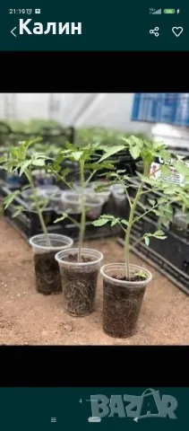 прегоряла оборска тор, снимка 6 - Тор и почвени смеси - 50155966