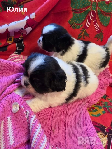 Японски хин