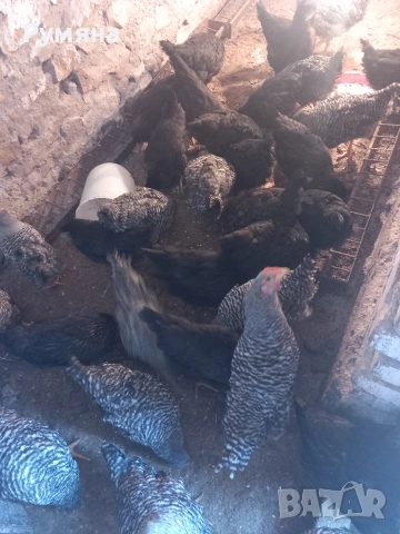 Продавам пилета  Супер харко, снимка 3 - Кокошки и пуйки - 53643589