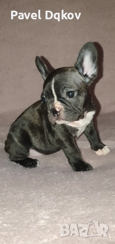 Френски булдог/Френски булдочета