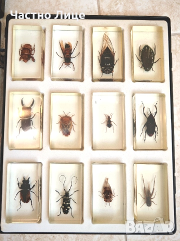 32 Броя Истински Буболечки Насекоми Хербарии Колекция , снимка 1