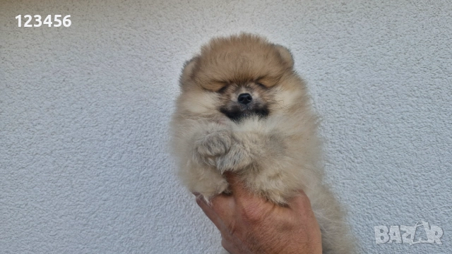 Померанчета, снимка 3 - Померан - 52770127