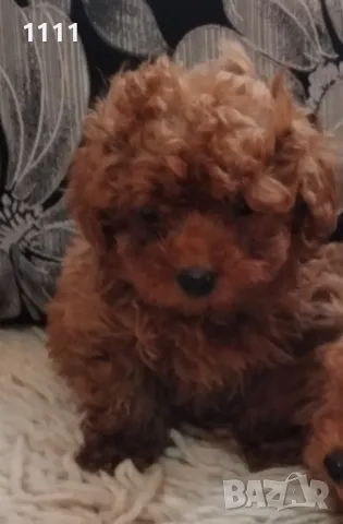 Той пудел тийкъп , снимка 1