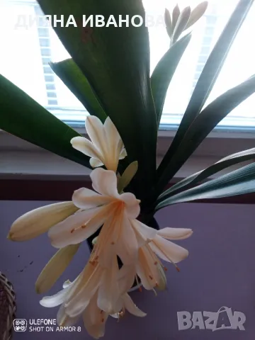 ЖЪЛТА КЛИВИЯ, АЛОЕ ARBORESCENS И АЛОЕ BARBADENSIS., снимка 17 - Стайни растения - 49868477