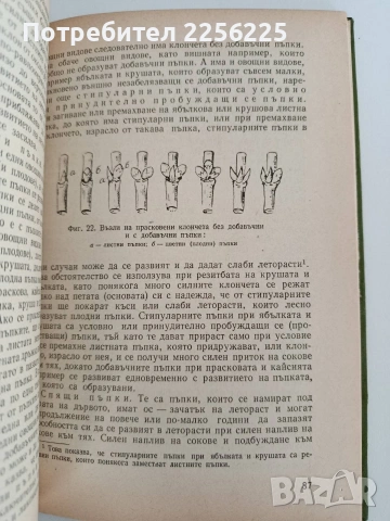 Създаване на интензивни овощни градини , снимка 5 - Специализирана литература - 53113055
