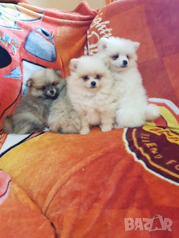 Померан померани померанчета Гр. София, снимка 5 - Померан - 53483732