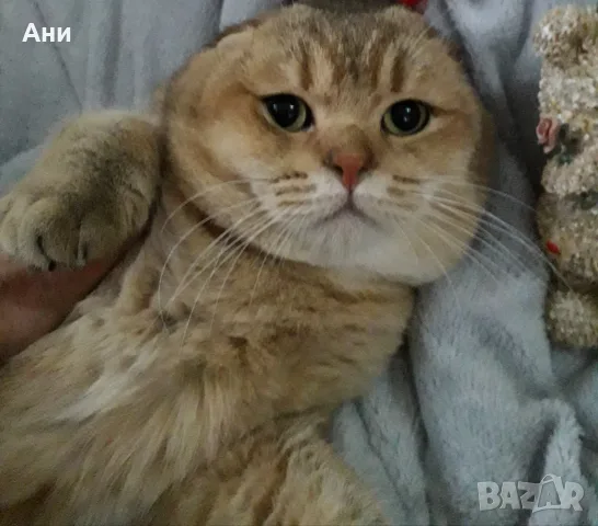 МАМА,ТАТИ И БЕБЕТА.ЗЛАТНИ ЧИНЧИЛИ, снимка 5 - Британска късокосместа - 56222712