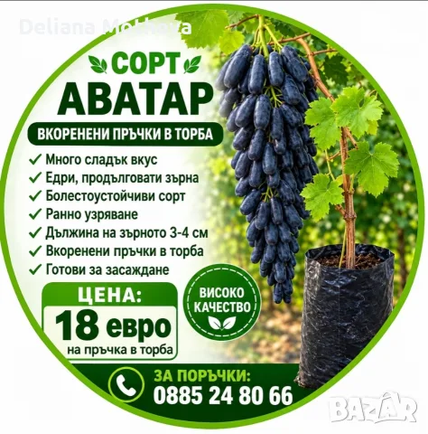 Черен Аватар,вкоренени пръчки!