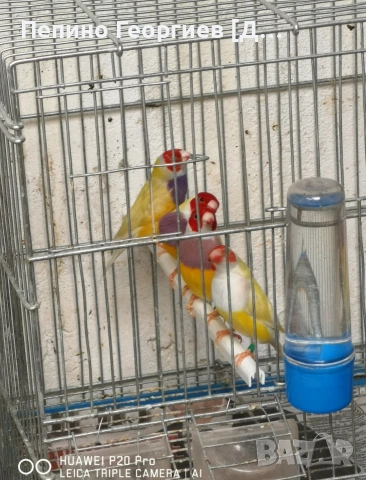Гулдови Амадини, снимка 4 - Амадини - 53388526