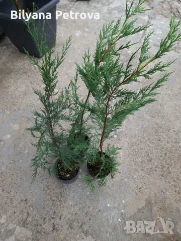 Лейландски кипарис 70см