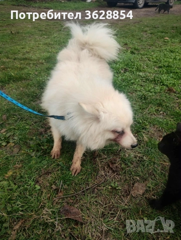 Продавам немски среден шпиц , снимка 2 - Шпиц - 52503291