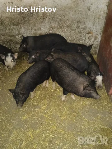 Виетнамски прасета , снимка 17 - Други животни - 48038500