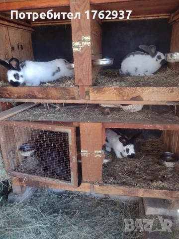 Немски пъстър великан ПЕПЕРУДА, снимка 11 - Други - 30432552