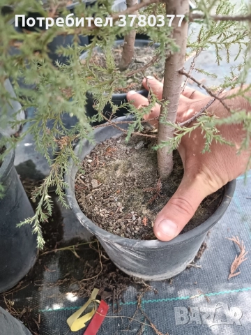 Аризонски Кипарис височина около 170-180 см, снимка 3 - Градински цветя и растения - 51805731