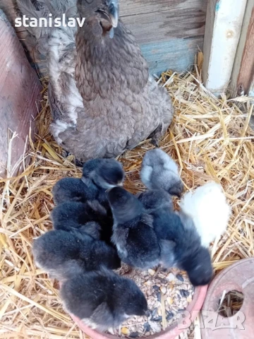 оплодени яйца от австралоп, снимка 1