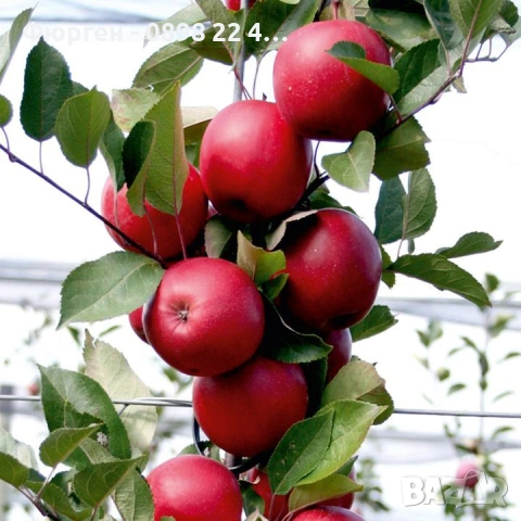 Ябълка RedLove “Sirena” – “Червена луна”, снимка 5 - Разсади - 53272423