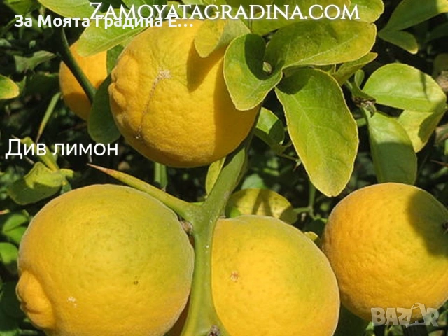 Цитрусови растения 8 вида – Лимон , Портокал , Мандарина, Грейфрут  , снимка 6 - Градински цветя и растения - 53623168