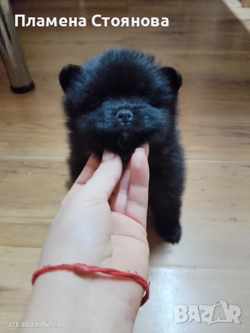 Продавам малки померани , снимка 9 - Померан - 52697875