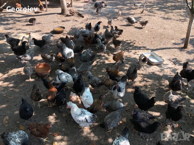 Катунски пилета и кокошки , снимка 12 - Кокошки и пуйки - 41230194