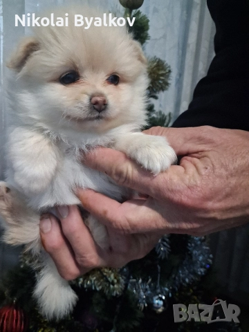 продавам кученца шпиц померан 2 момченца и 1 момиче, снимка 2 - Померан - 52893456