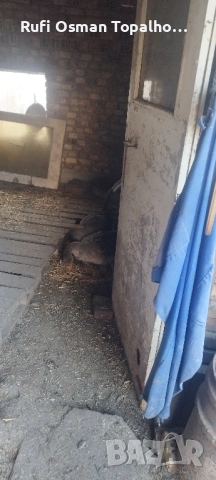 продавам гъши яйца, снимка 5 - За птици - 53822118