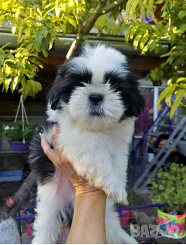 малки бебета Ши тцу , снимка 5 - Ши Тцу - 52835451