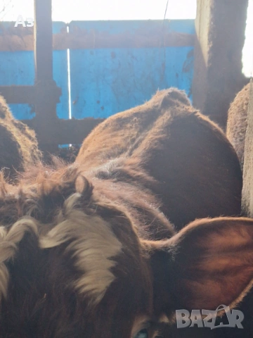 Продавам 10 телета, снимка 5 - Крави - 53265925