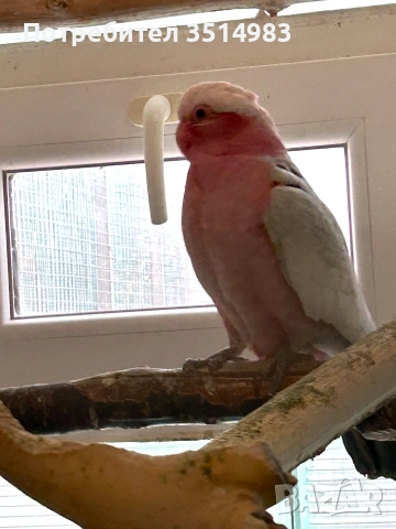 разпродажба, снимка 7 - Папагали - 52749570