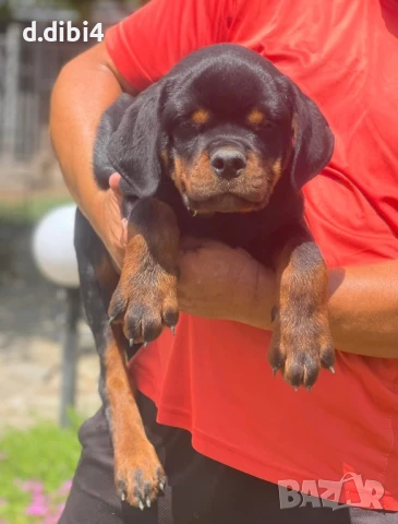 Ротвайлери , снимка 12 - Ротвайлер - 50765775