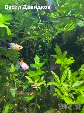 Живородни рибки  Плата, Гупа , Милинезия , снимка 3 - Рибки - 48259225