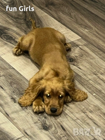 Кокер шпаньол, снимка 5 - Други - 53283662