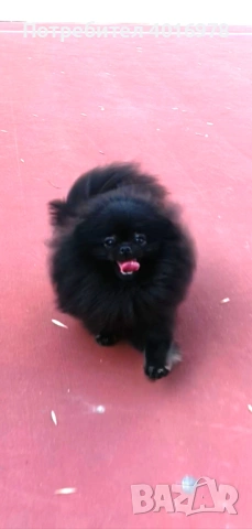 Померан Момче с Родословие FCI, снимка 7 - Померан - 53691460