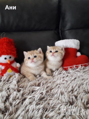  Златни Британски Сладурчета , снимка 2 - Британска късокосместа - 52584679
