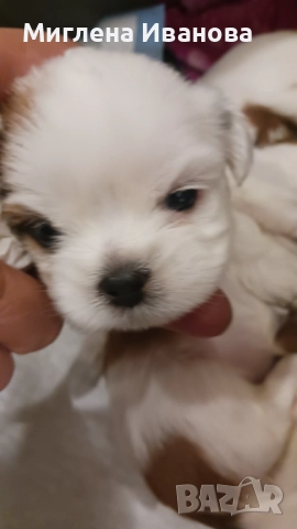 Ши тцу, снимка 13 - Ши Тцу - 52447041