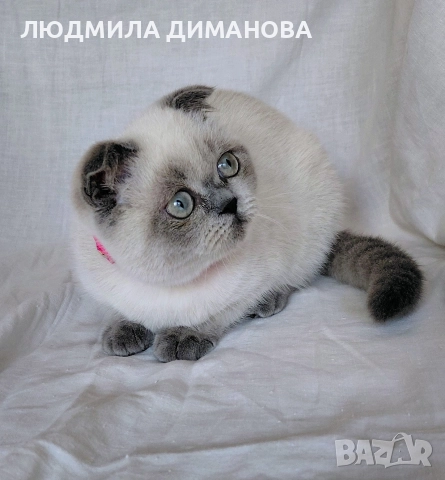 Шотландско момиче със сини очи. , снимка 2 - Британска късокосместа - 52646655